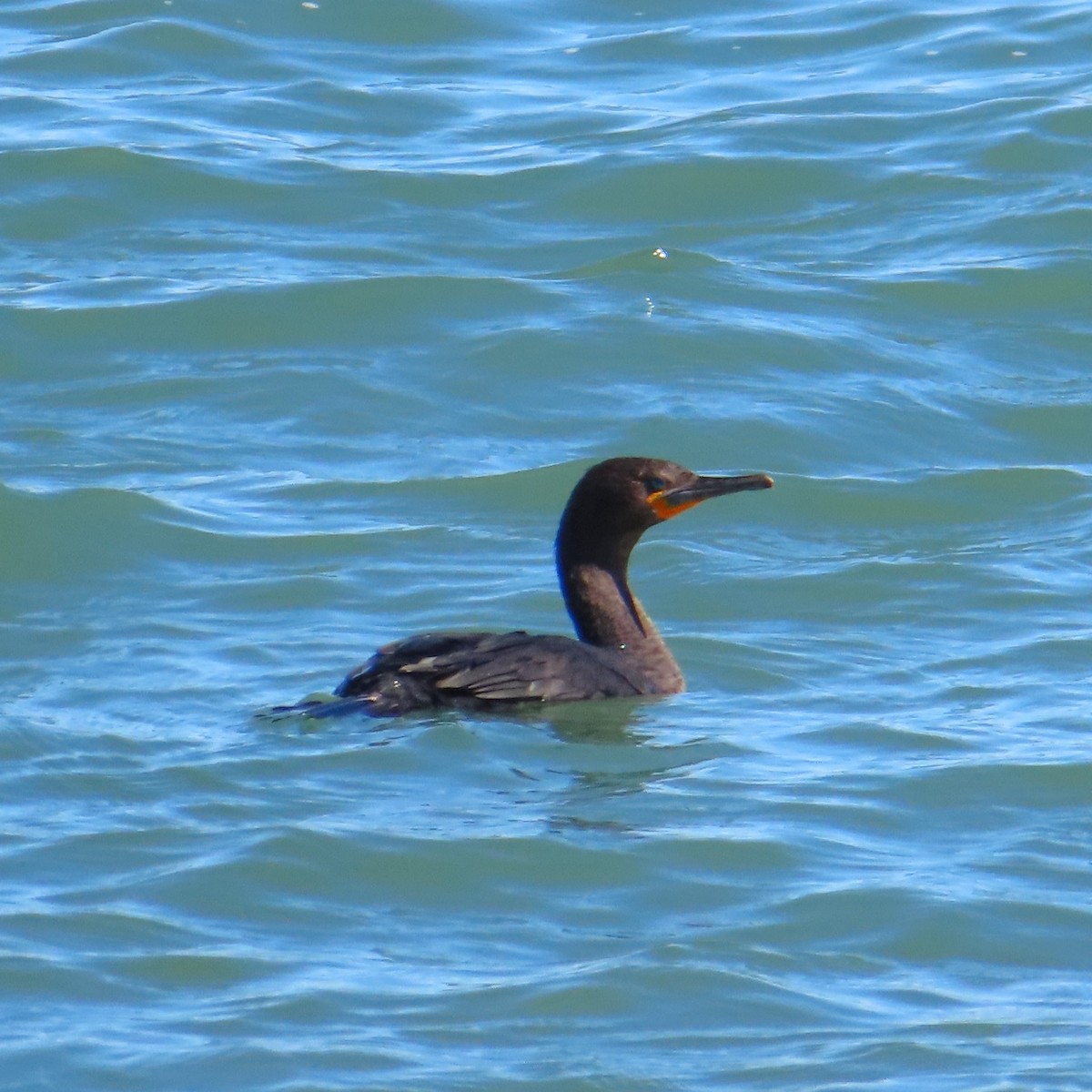 Cormorán de El Cabo - ML617713510