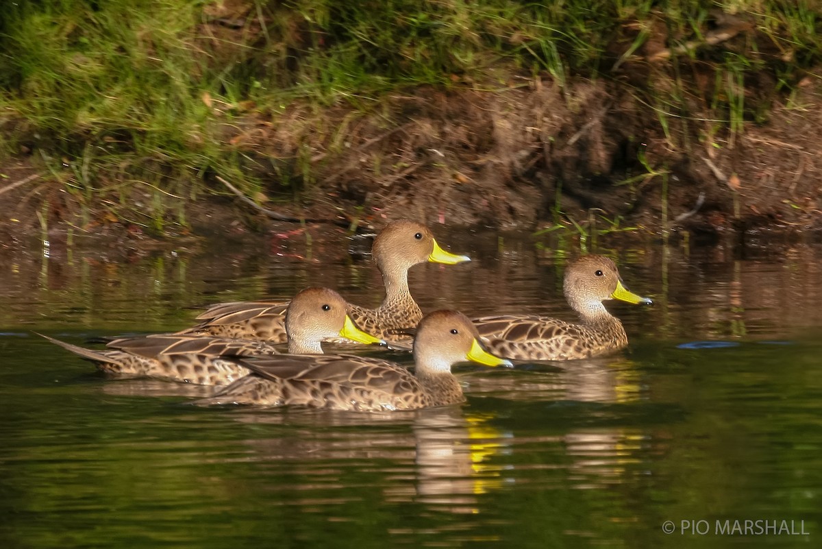 Yellow-billed Pintail - ML617713525