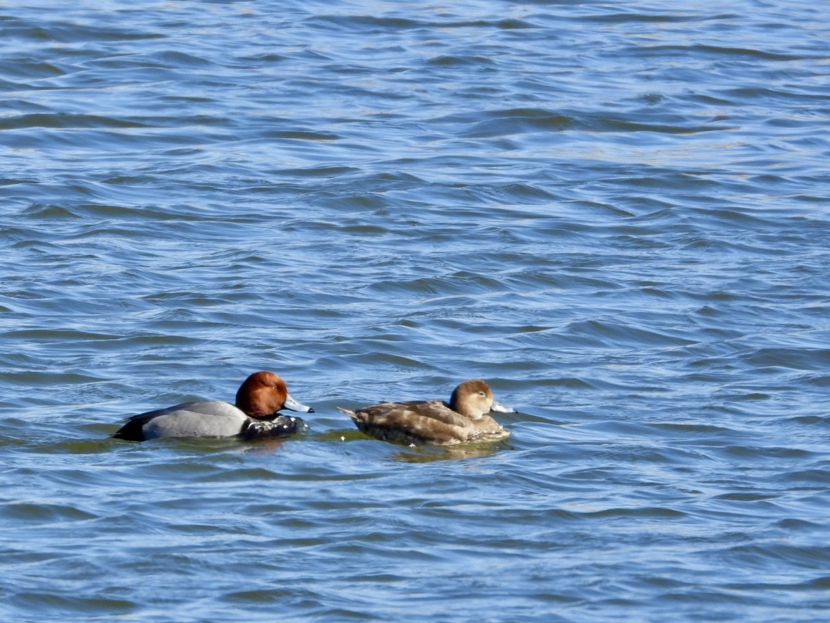 Redhead - ML617713532