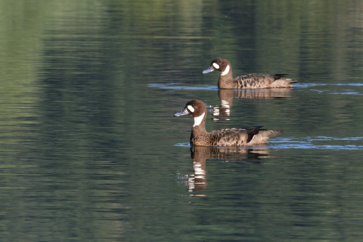 Canard à lunettes - ML617713537