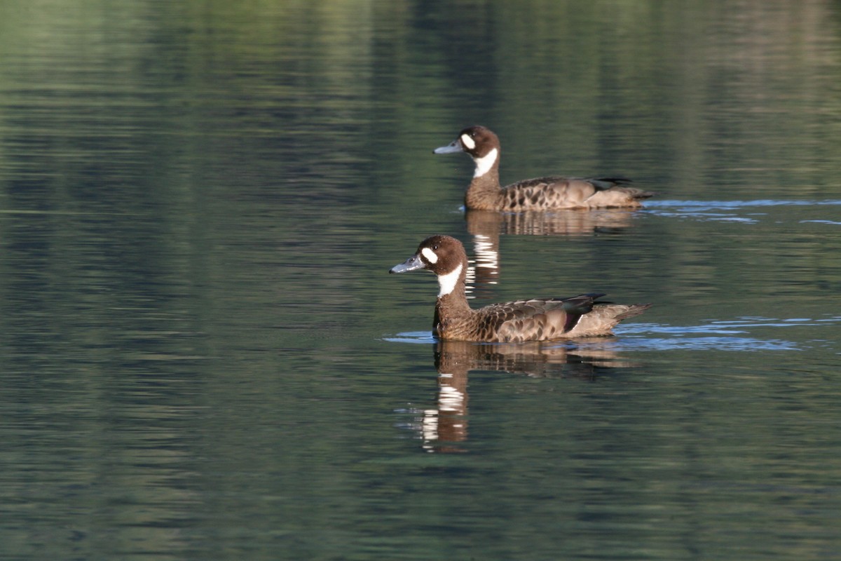 Spectacled Duck - ML617713539