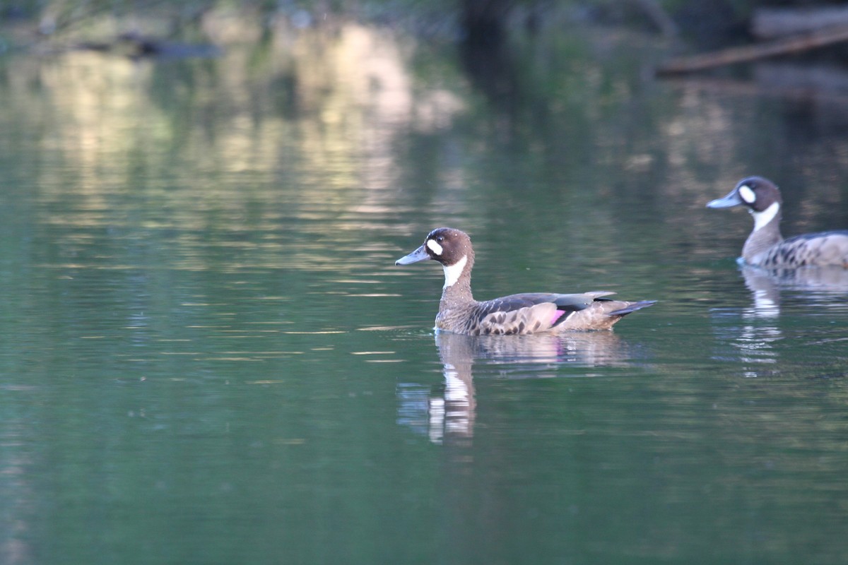 Spectacled Duck - ML617713543