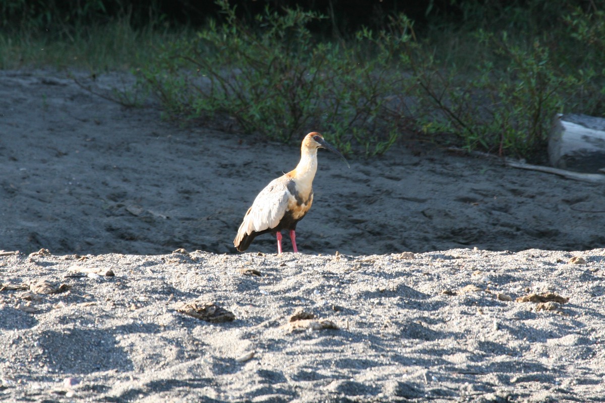 Ibis à face noire - ML617713554