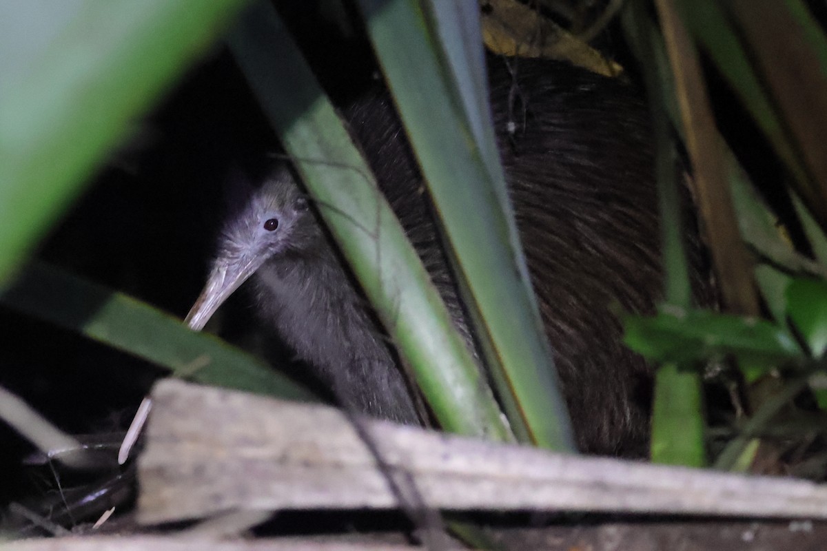 North Island Brown Kiwi - ML617713556