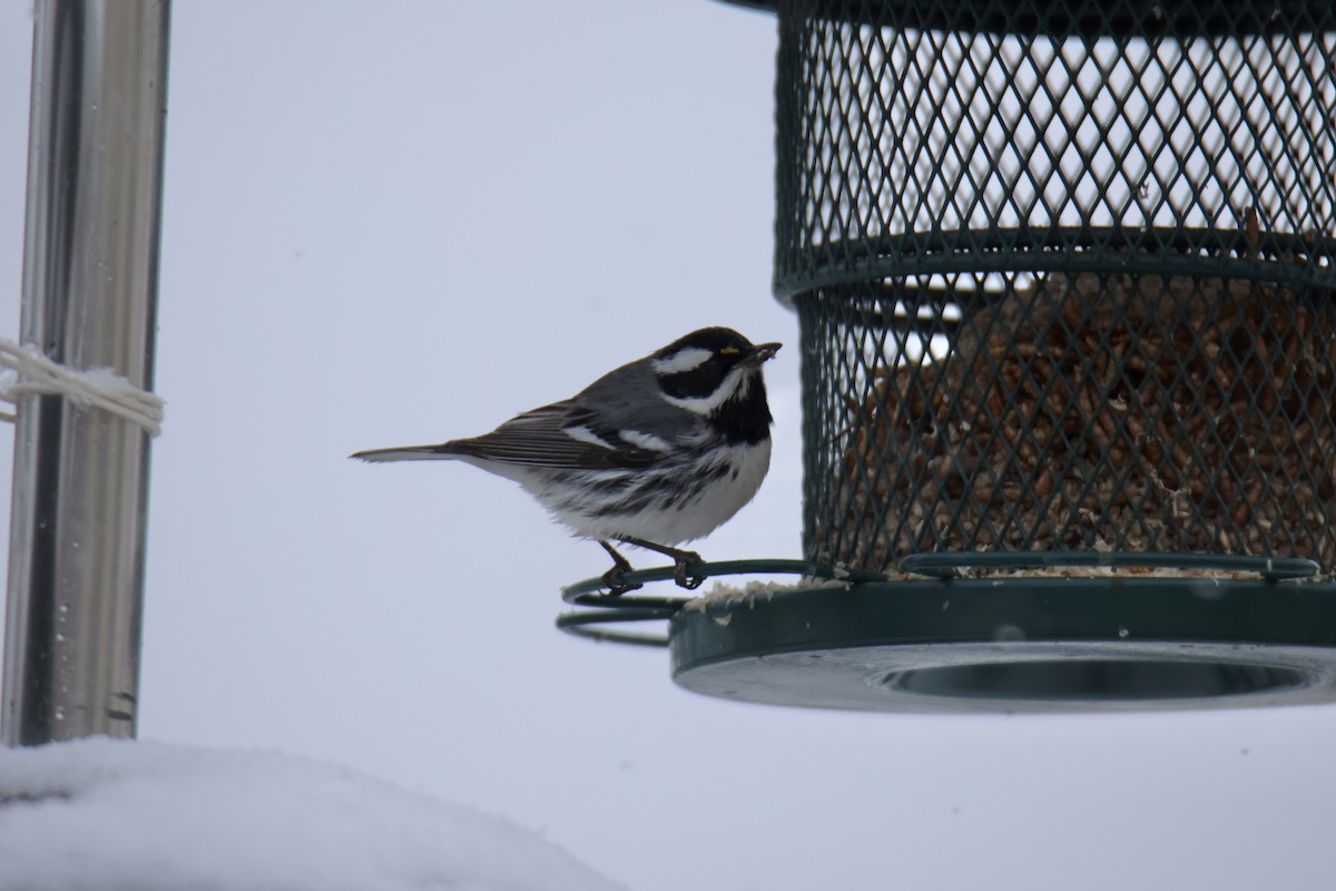 Black-throated Gray Warbler - Jack Kew