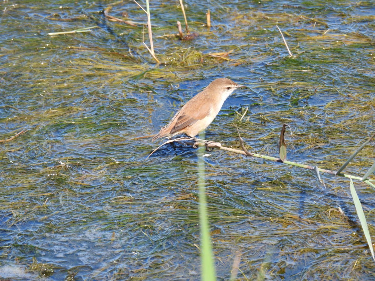 Lesser Swamp Warbler - ML617713630