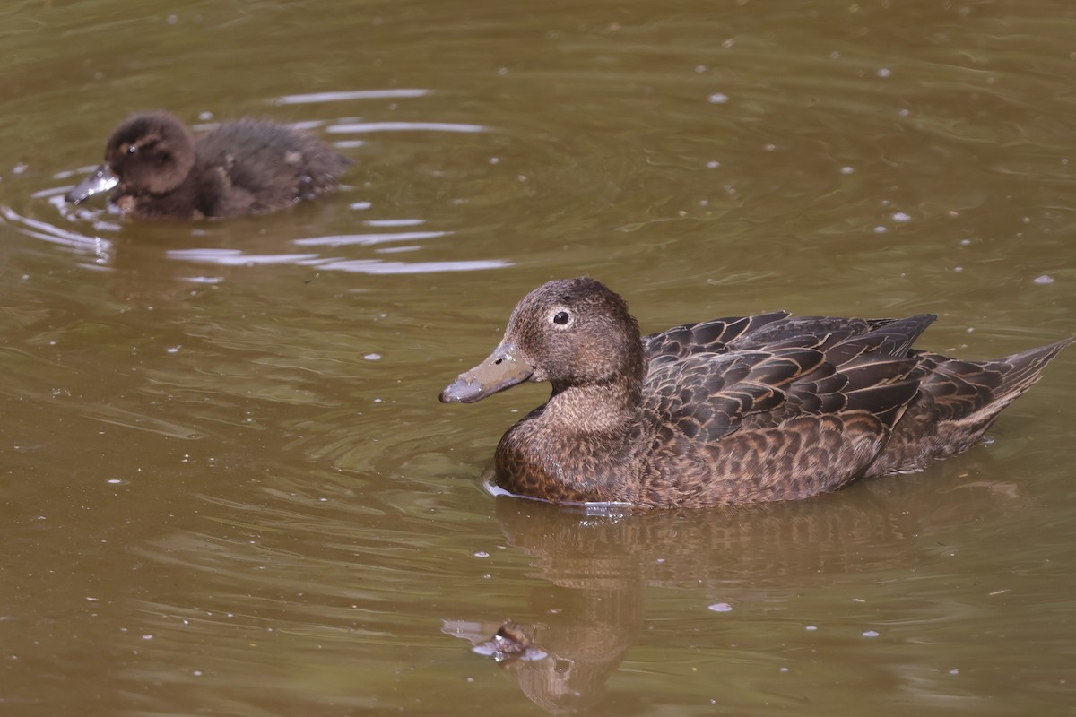 Brown Teal - Fabio Olmos