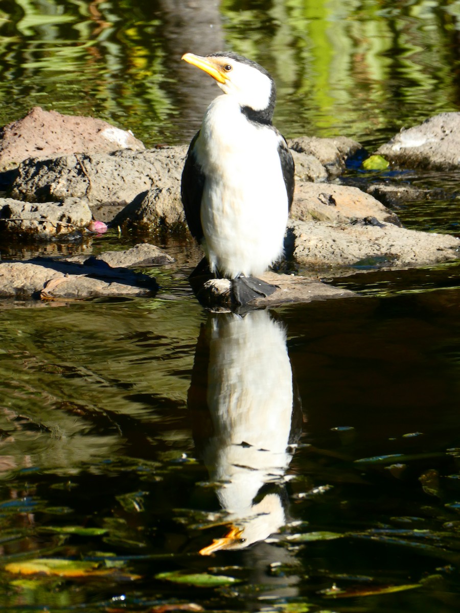 Cormorán Piquicorto - ML617713635