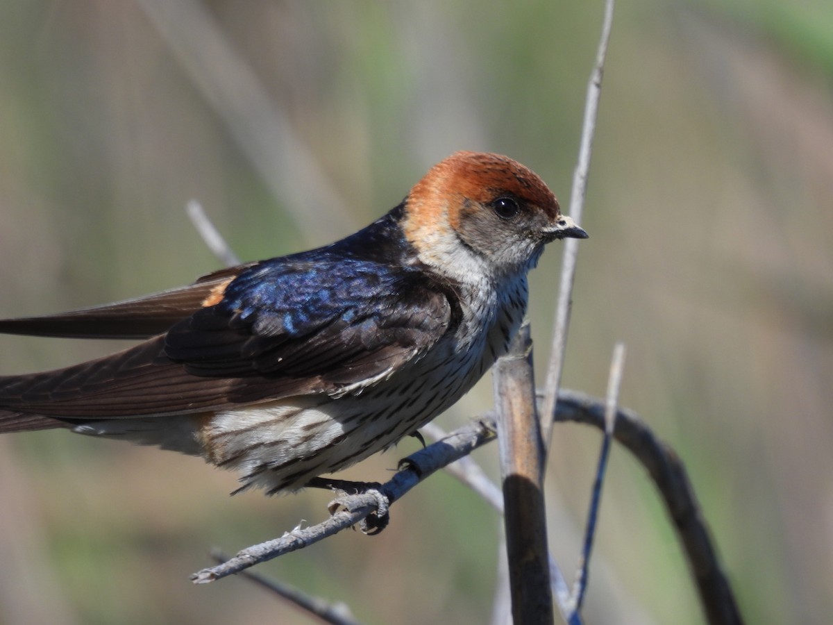 Greater Striped Swallow - Timothy Kasper