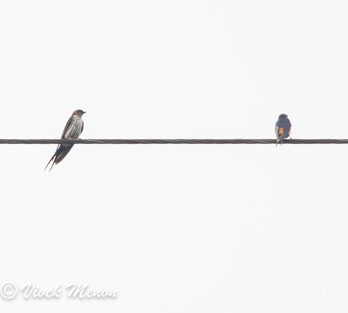 Striated Swallow - ML617713668