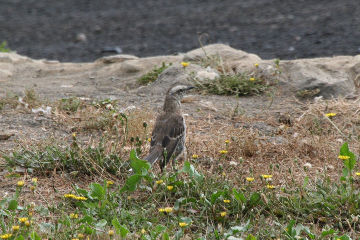 Chilean Mockingbird - ML617713715