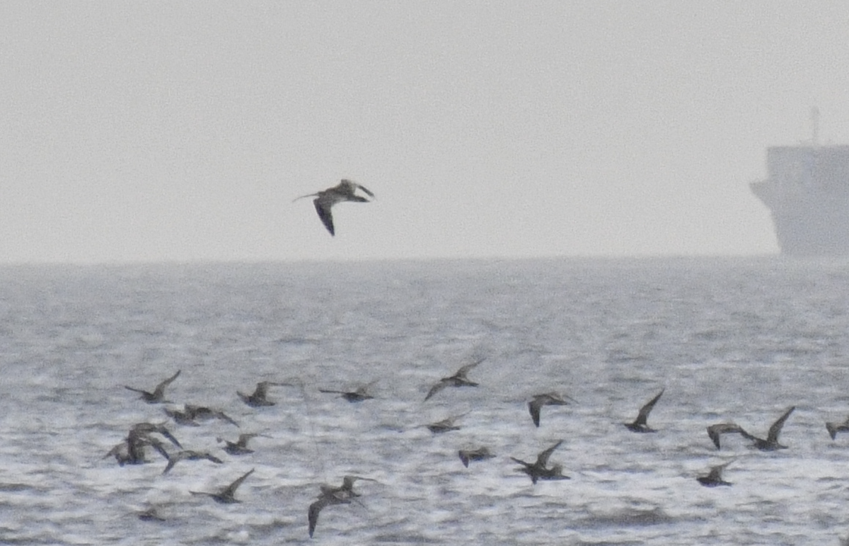 Far Eastern Curlew - ML617713739