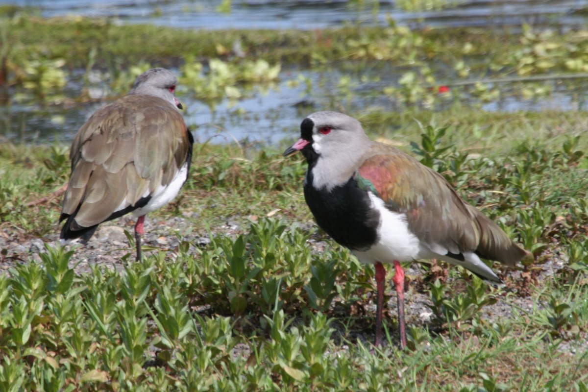 Southern Lapwing - ML617713745