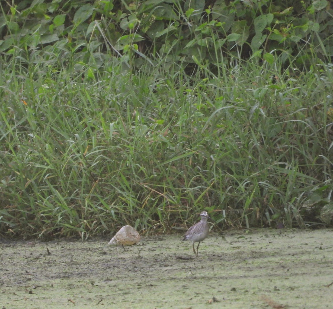 Wood Sandpiper - ML617713766