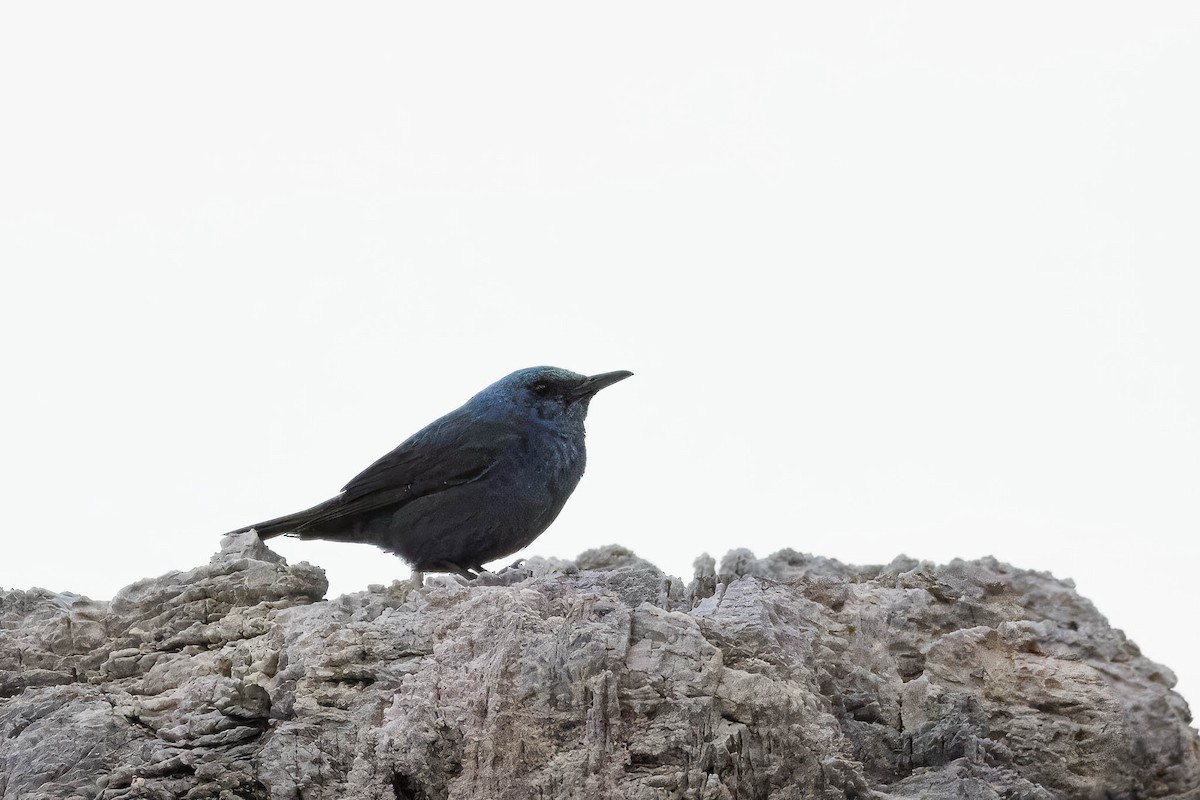 Blue Rock-Thrush - ML617713873