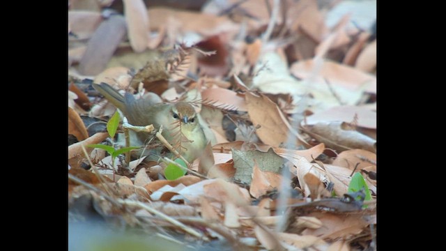 Swainson's Warbler - ML617713874