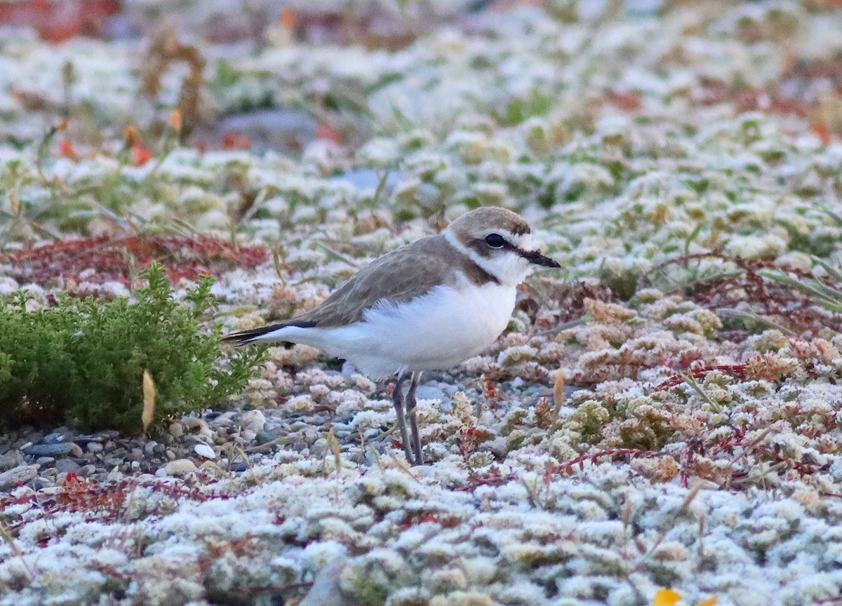 Kentish Plover - ML617713901