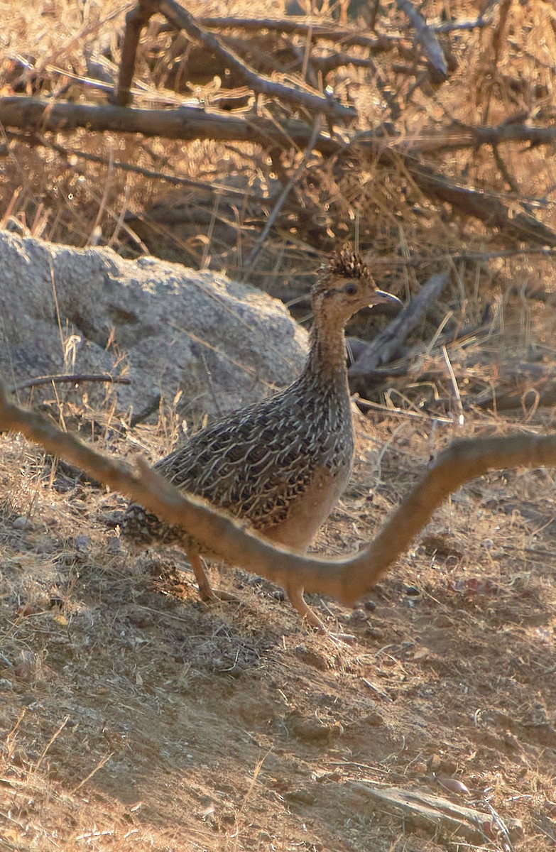 Chilean Tinamou - ML617713908