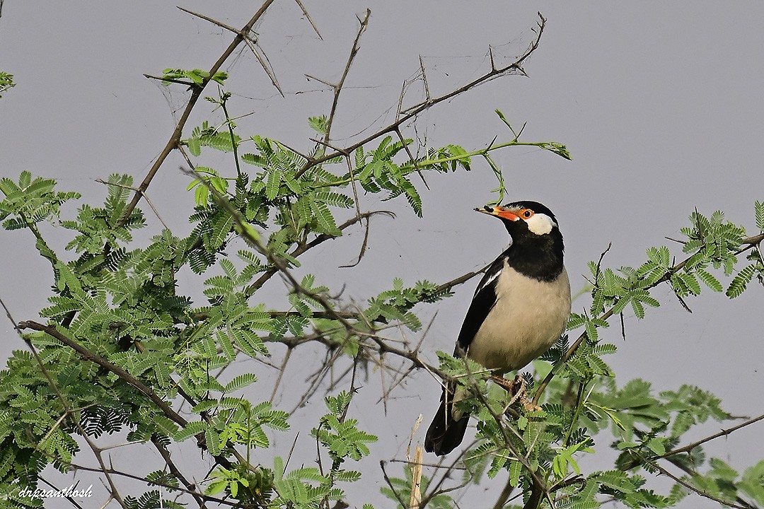 pied starling sp. - santhosh kumar