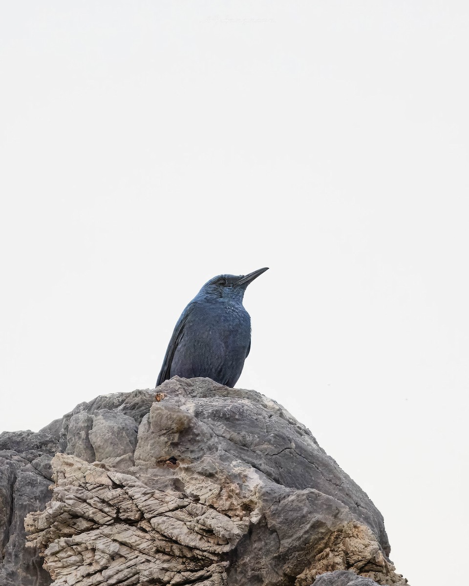 Blue Rock-Thrush - ML617713940