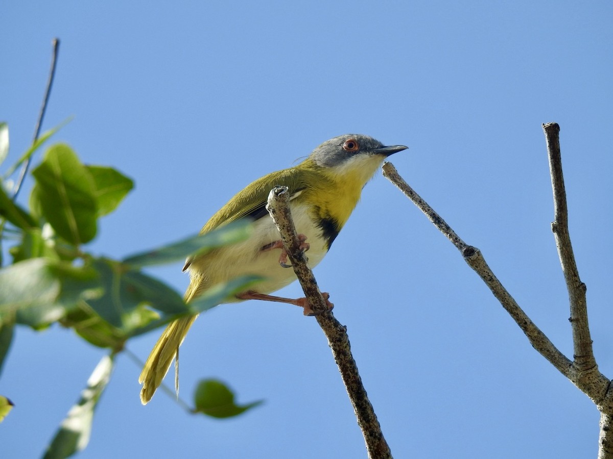 Yellow-breasted Apalis - Nick Odio