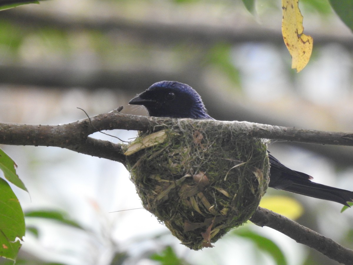 Bronzed Drongo - ML617714033