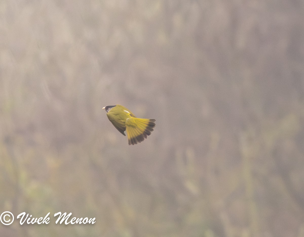 Crested Finchbill - ML617714036