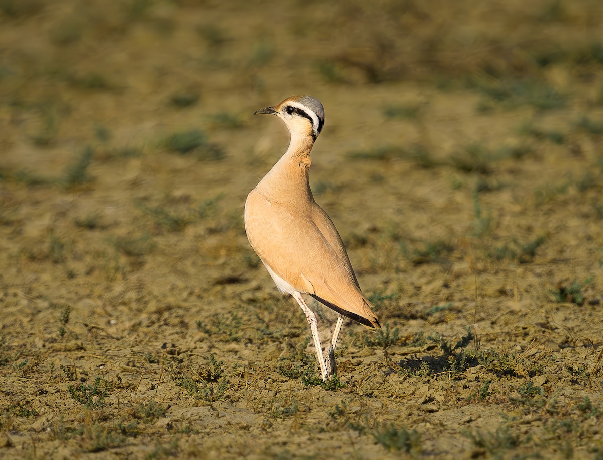 Cream-colored Courser - Subhamoy Chatterjee