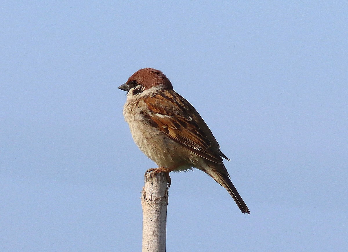 Eurasian Tree Sparrow - José Aurelio Hernández Ruiz