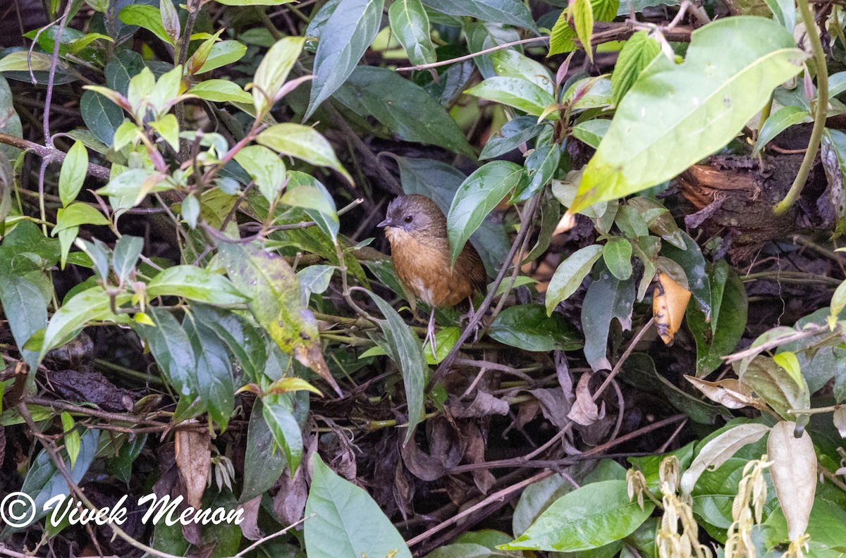 Tawny-breasted Wren-Babbler - ML617714118