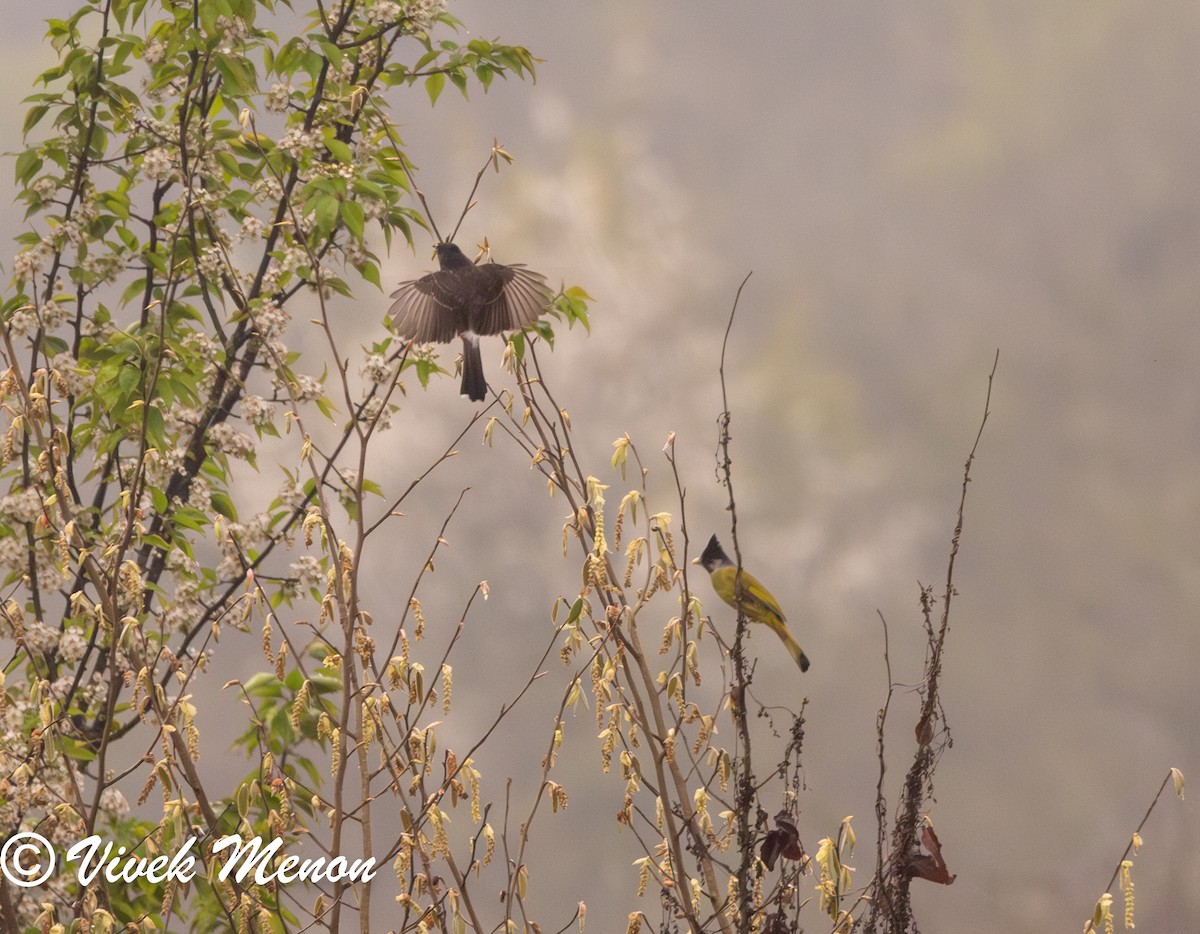 Crested Finchbill - Vivek Menon