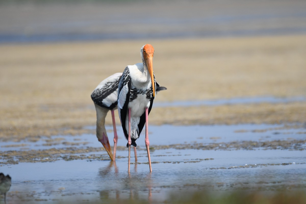 Painted Stork - Ali Hyder