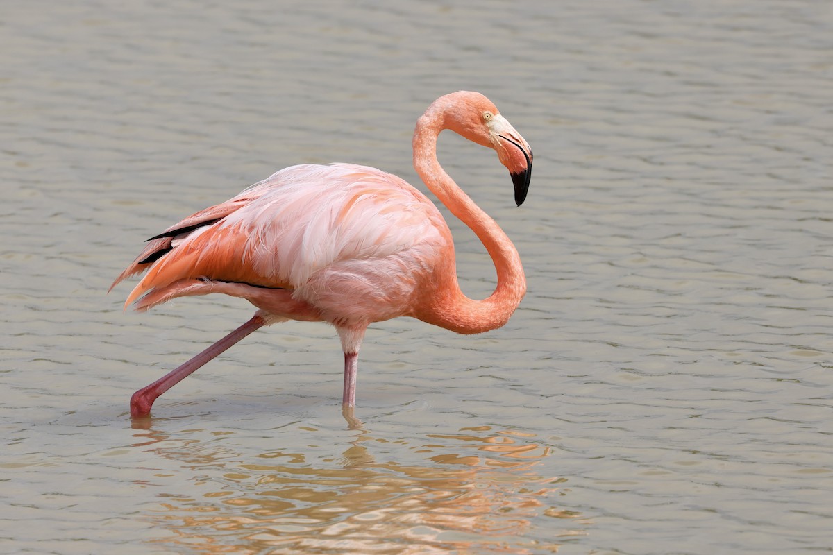 American Flamingo - Lisa Goodwin