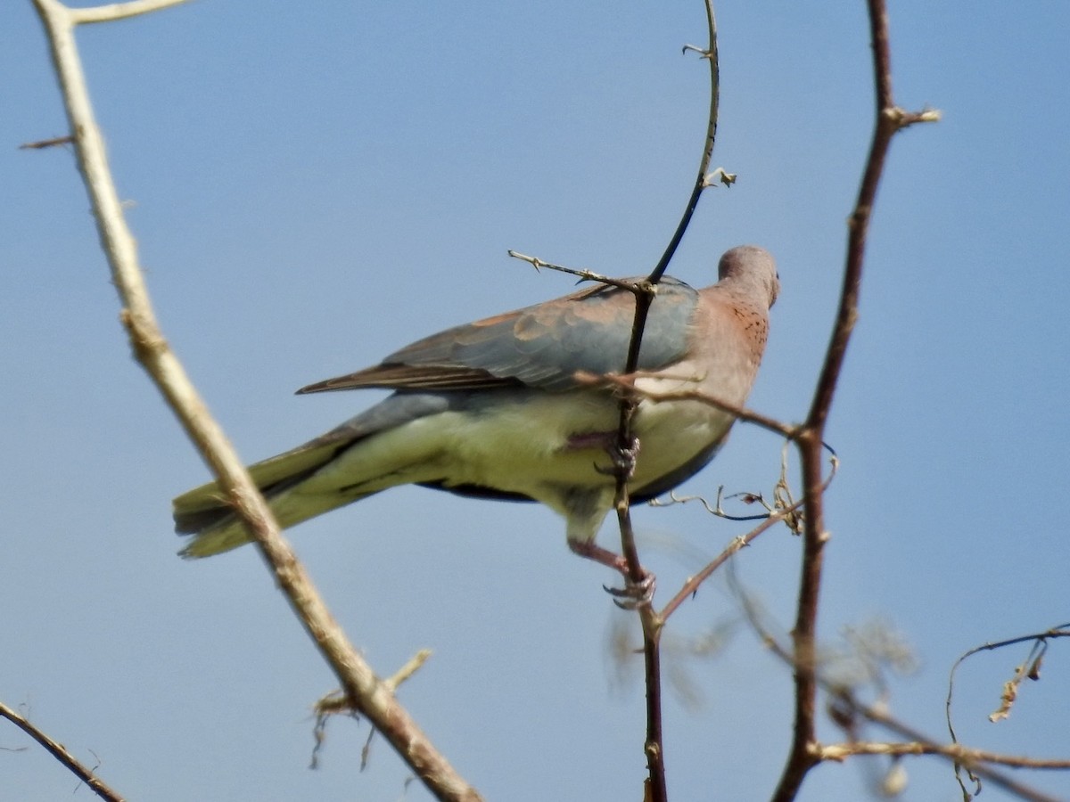Laughing Dove - ML617714249