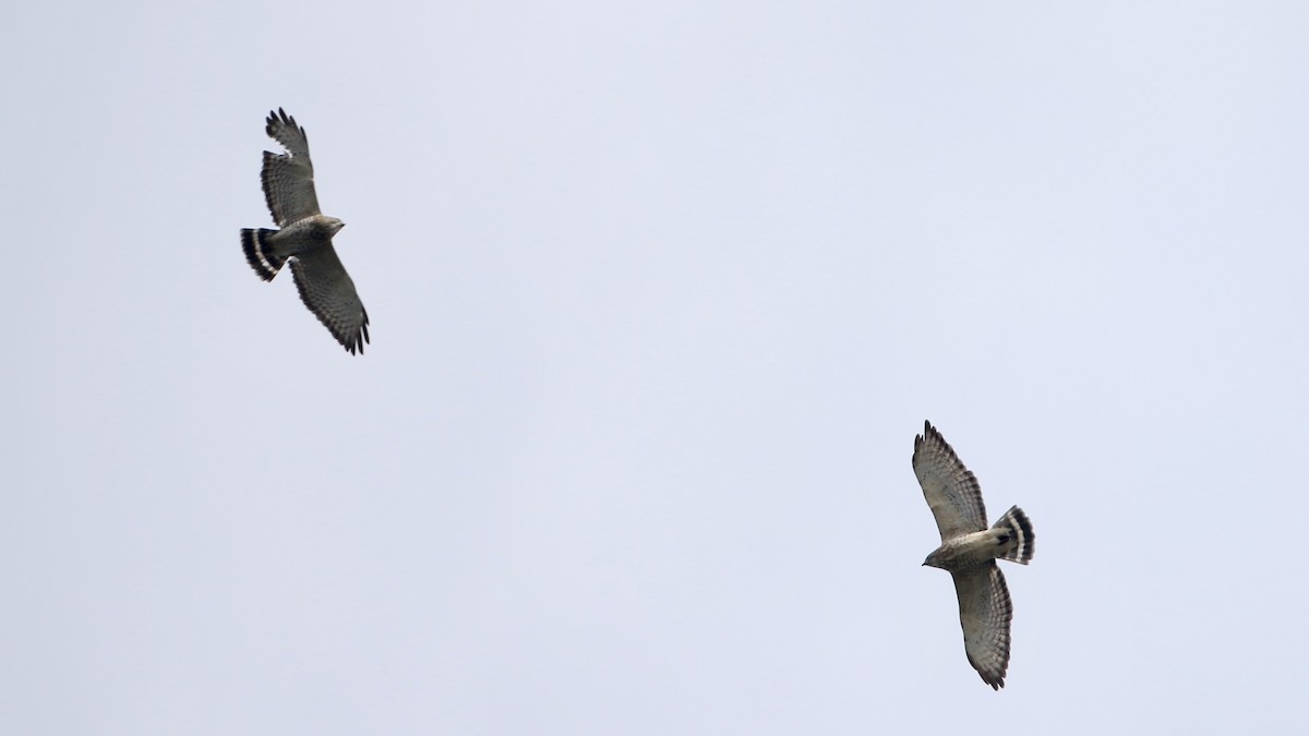 Broad-winged Hawk - John Garrett