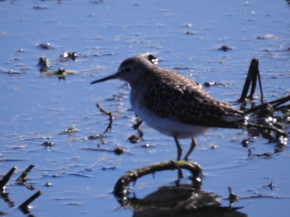 Wood Sandpiper - Sue Dixon