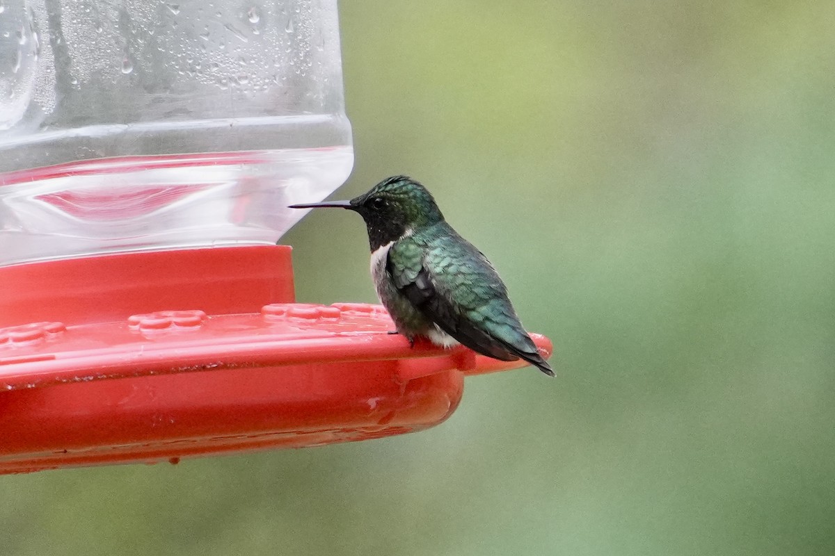 Ruby-throated Hummingbird - ML617714359