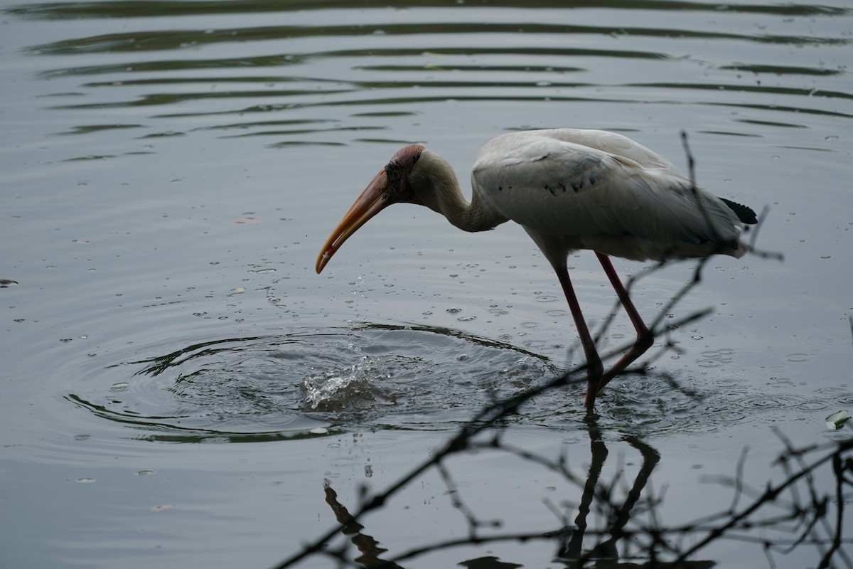 Milky Stork - ML617714428