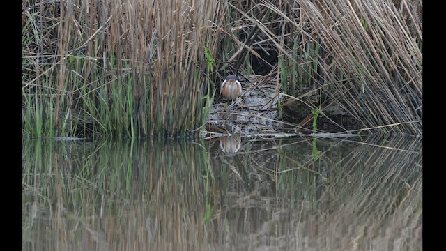 Least Bittern - ML617714462