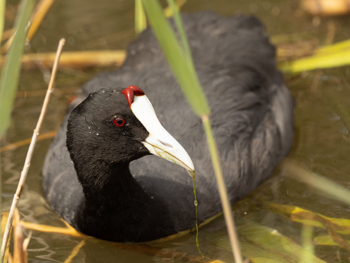 Red-knobbed Coot - ML617714503