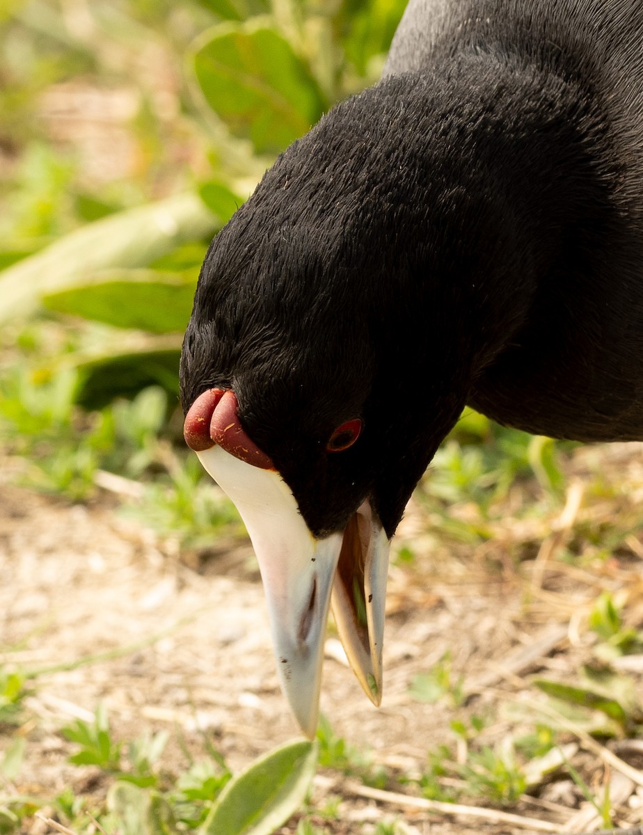 Red-knobbed Coot - ML617714505