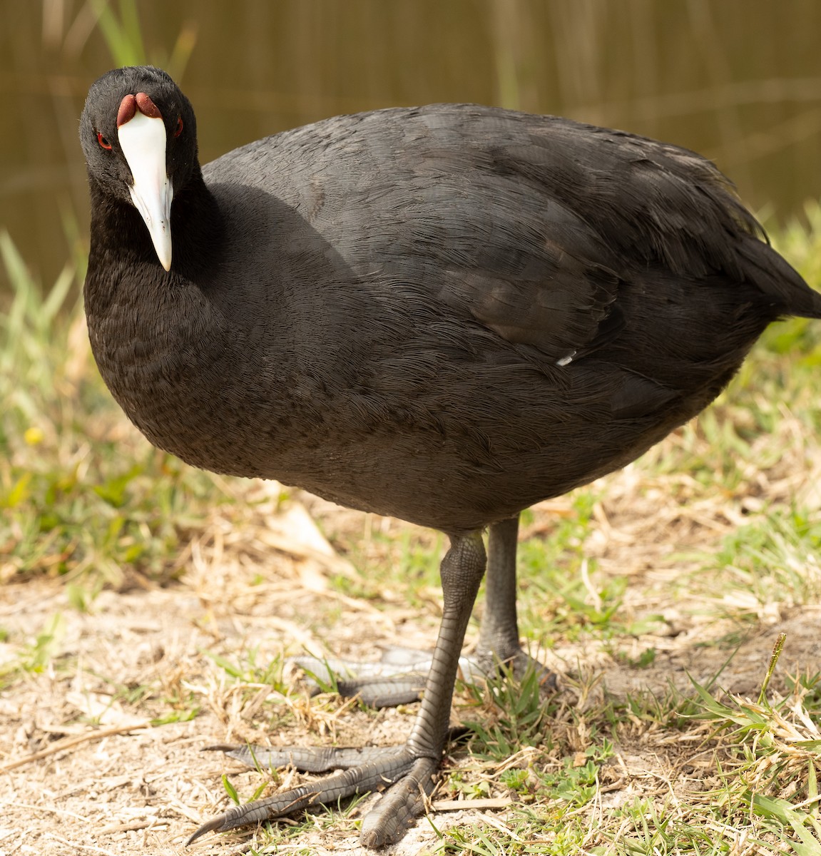 Red-knobbed Coot - ML617714506