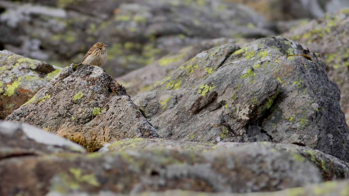 Meadow Pipit - Pierre Montieth