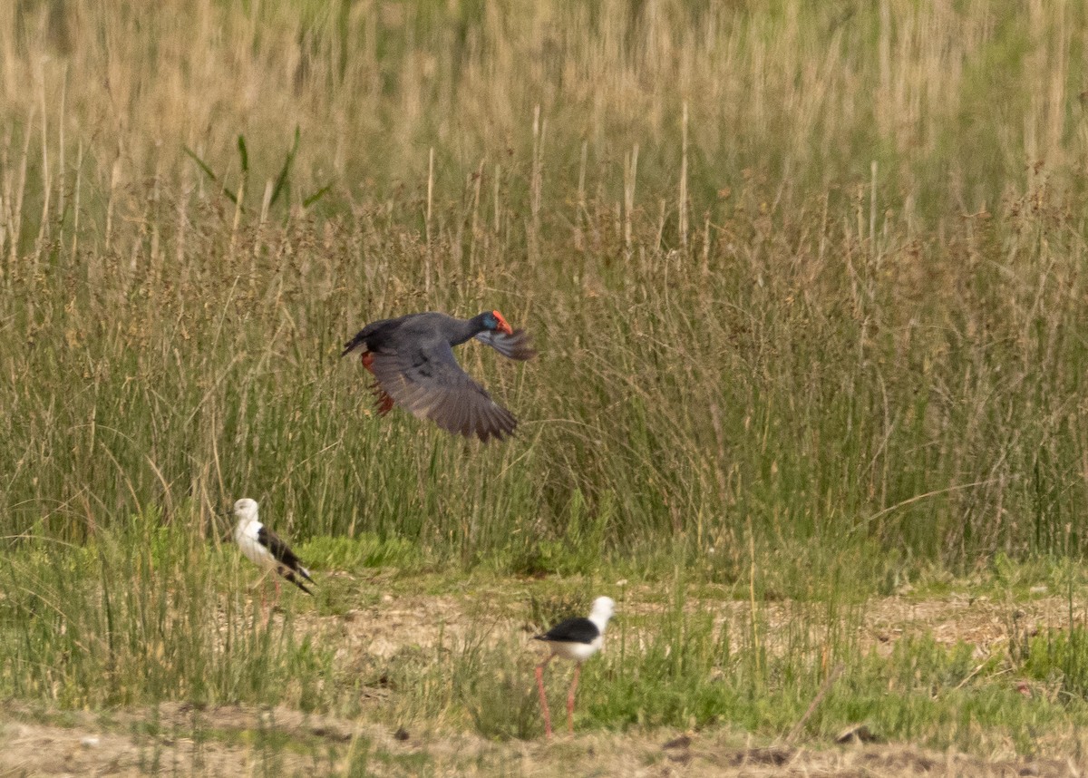 Western Swamphen - ML617714547