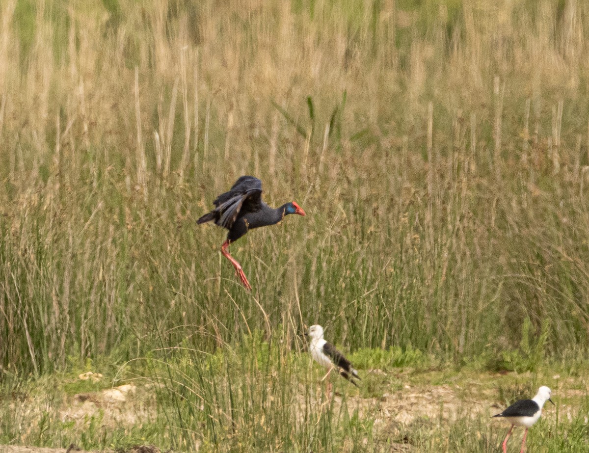 Western Swamphen - ML617714549