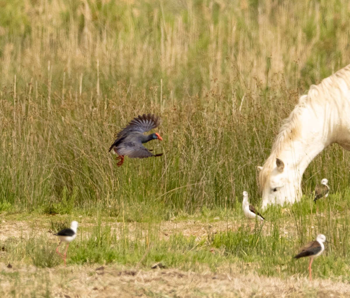 Western Swamphen - ML617714550