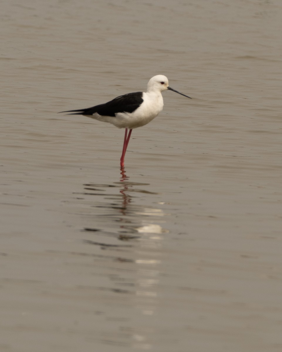 Black-winged Stilt - ML617714572