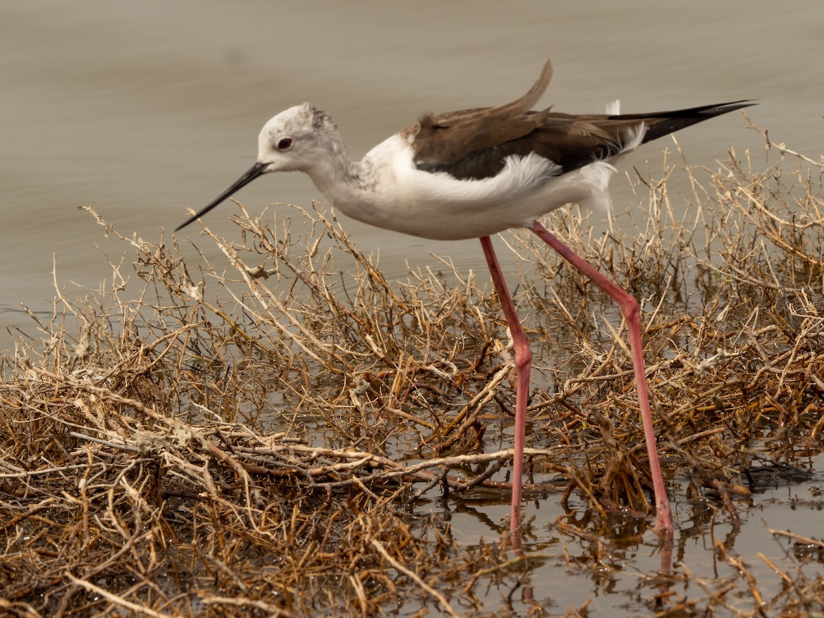 Black-winged Stilt - ML617714573