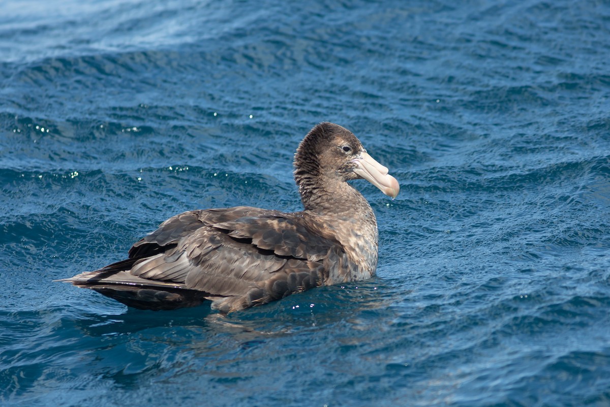 Abanto Marino Subantártico - ML617714590