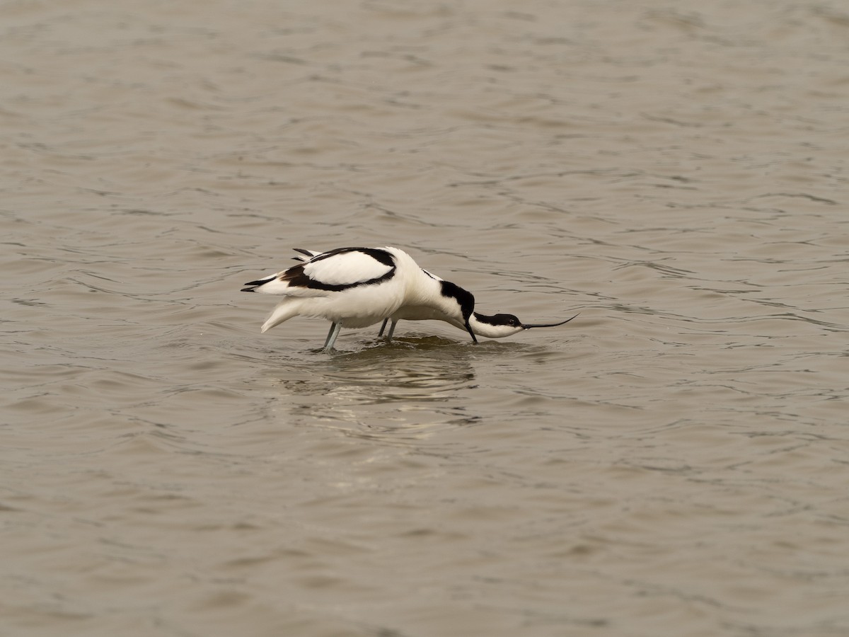 Pied Avocet - ML617714593